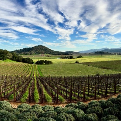 Gargiulo Vineyards