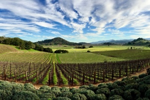 Gargiulo Vineyards