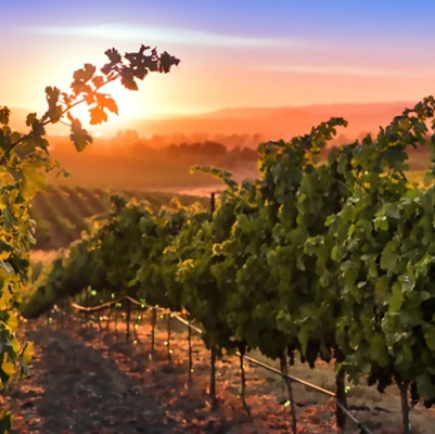 {The Beauty of Napa Valley:^Photography of Bob McClenahan}